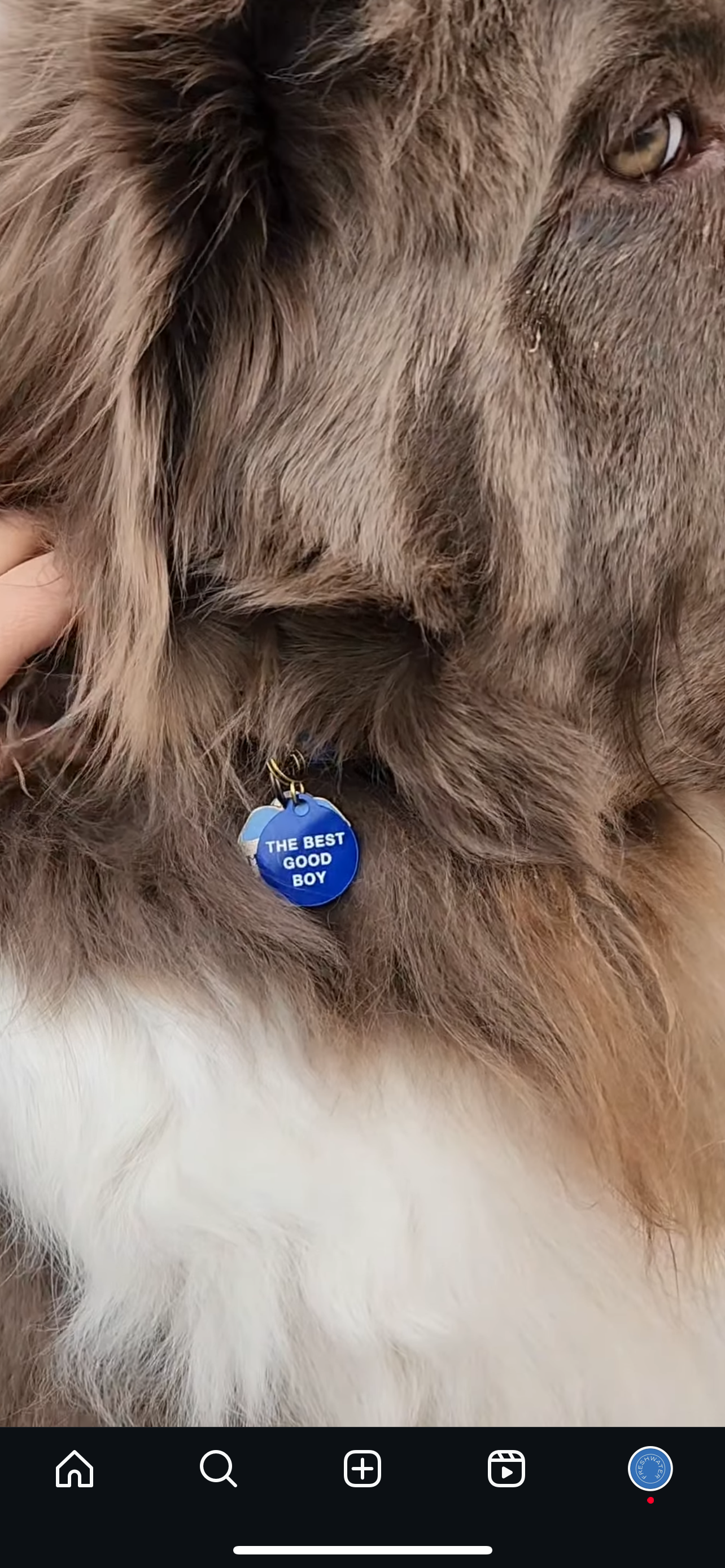 The Best Good Boy Pet Tag - Pink Peonies
