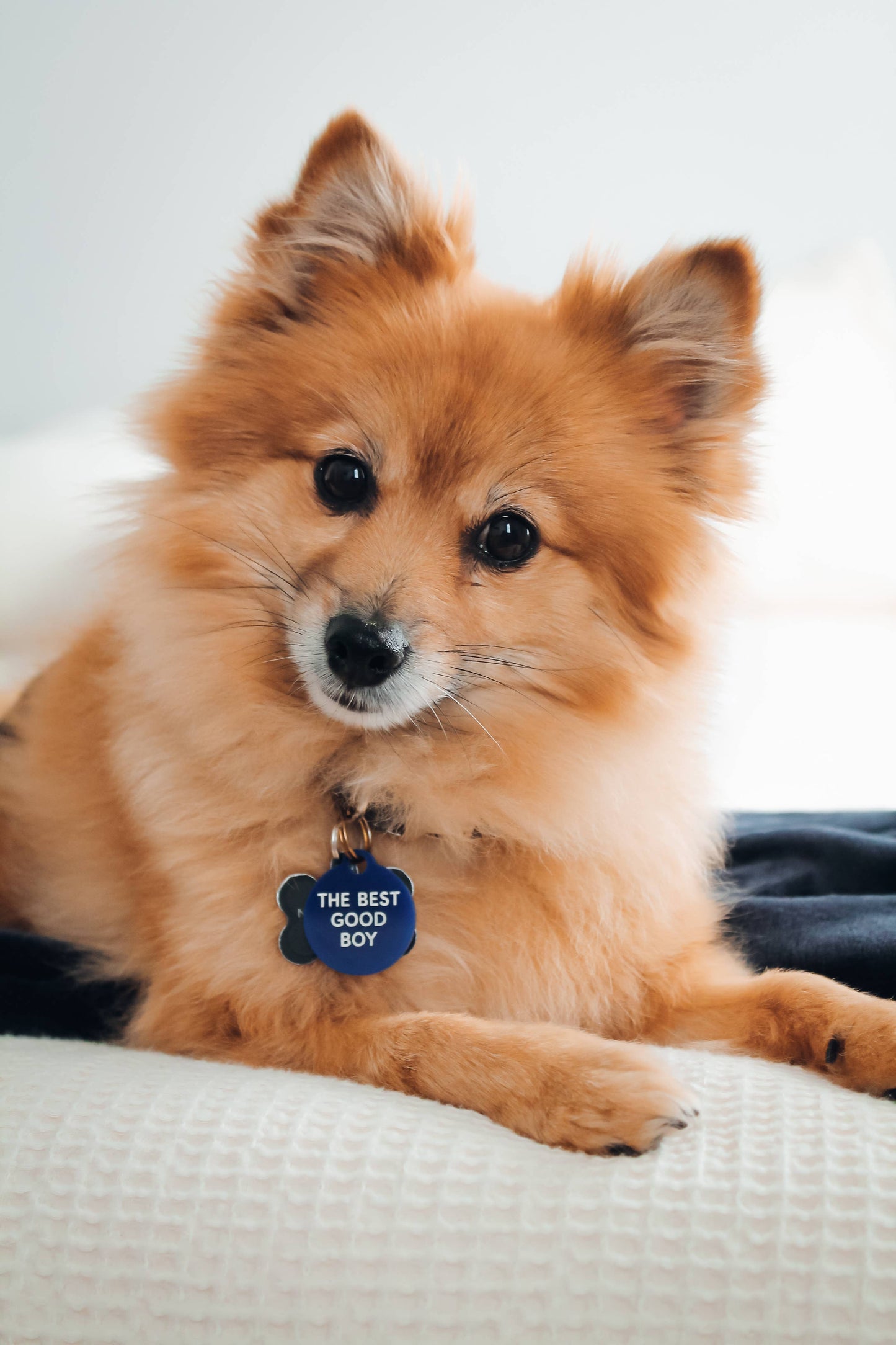 The Best Good Boy Pet Tag - Pink Peonies