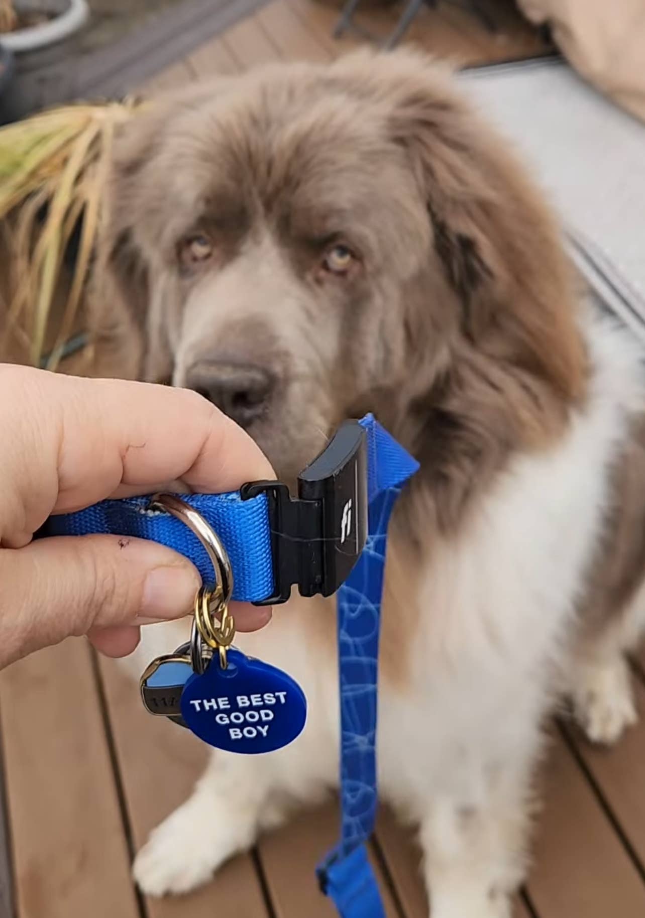 The Best Good Boy Pet Tag - Pink Peonies